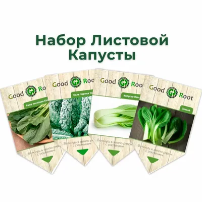 Необычная капуста 🥬 Белокочанная капуста может быть не только круглой  формы, к которой мы привыкли. Есть сорта капусты с кочанами… | Instagram