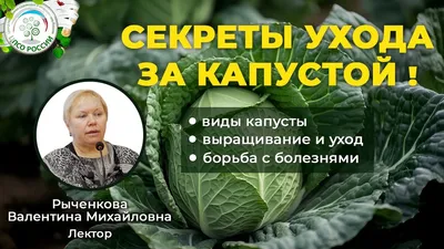 Самой полезной из всех видов капусты считается брюссельская - АЗЕРТАДЖ