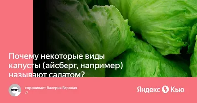 В Бурятии пришла пора высаживать среднепоздние и поздние сорта капусты -  Общество - Новая Бурятия