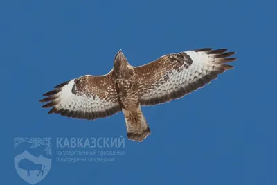 В Подмосковье нашли редчайшую хищную птицу – Москва 24, 25.06.2018