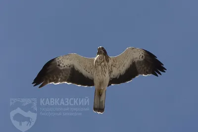 Богатый птичий мир Кыргызстана: от певчих до ловчих — Экология АКИpress