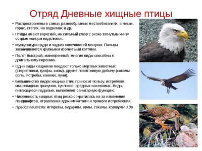 Отряд Дневные хищные птицы (Accipitres, или Falconiformes) (Г. П.  Дементьев) [1970 - - Жизнь животных. Том 5. Птицы]