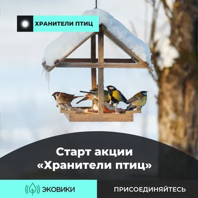 Летние наземные кормушки для птиц купить - Арт Кормушка для птиц