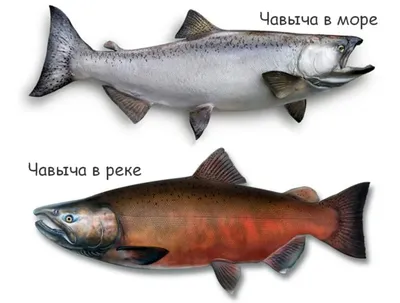 Красная рыба купить в Минске с доставкой — Недорогая цена