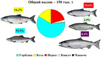 Атлантический лосось (Salmo salar) | РУССКИЙ ЛОСОСЬ РУССКИЙ ЛОСОСЬ