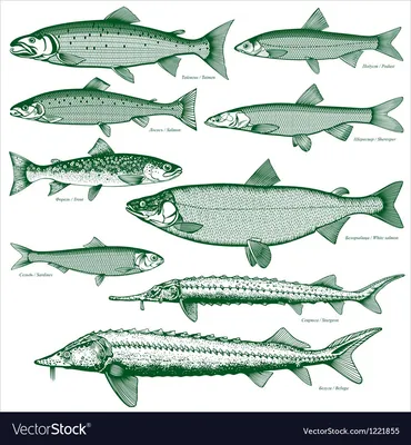 Список вредных видов рыбы, которую лучше не есть - 11 апреля 2021 -  Фонтанка.Ру