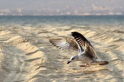 Птицы Новгородской области / Birds of Novgorod Oblast's Journal ·  iNaturalist