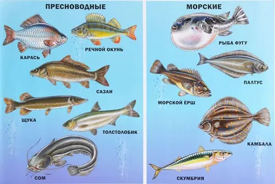 Картинки рыбы морей и названия (70 фото) » Картинки и статусы про  окружающий мир вокруг