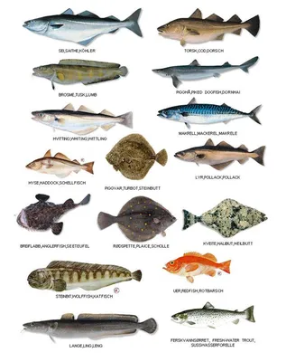 Виды рыб на Мальдивах | Fish chart, Types of fish, Marine fish