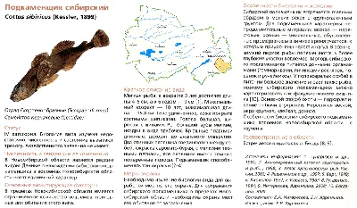 Фотогалерея Новосибирска - город Новосибирск, фотографии Новосибирска, виды  Новосибирска, ночной Новосибирск.