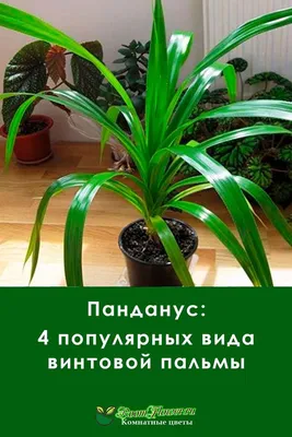 Панданус: 4 популярных вида винтовой пальмы | Садоводство на балконе,  Комнатное садоводство, Растения