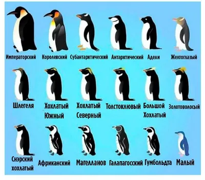 Виды пингвинов с фото фото