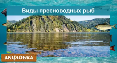 Соленая Вода И Пресноводных Рыб Набор Свежие Водные Виды Рыб Мультфильм  Вектор Иллюстрация — стоковая векторная графика и другие изображения на  тему Морской лещ - iStock