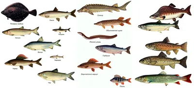 Чем опасна рыба: какие заболевания передаются с речной рыбой - 7 ноября  2021 - 74.ru