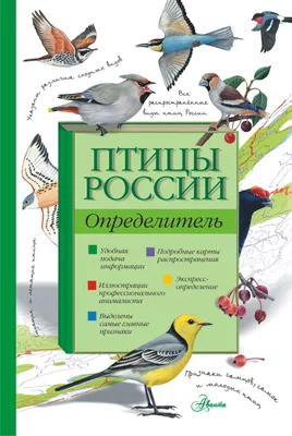 Небольшие виды птиц, воробьи и колибри установили декоративных  художественных иллюстраций вектора диких животных дизайна Иллюстрация  вектора - иллюстрации насчитывающей декоративно, летание: 154261045