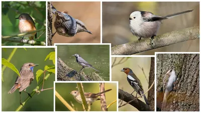 городские птицы | Wild Nature Photo