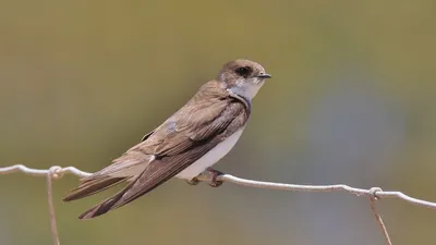 городские птицы | Wild Nature Photo