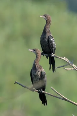 Соловей-красноШейка (Luscinia calliope). Фотогалерея птиц. Фотографии птиц  России, Беларуси, Украины, Казахстана, Таджикистана, Азербайджана.