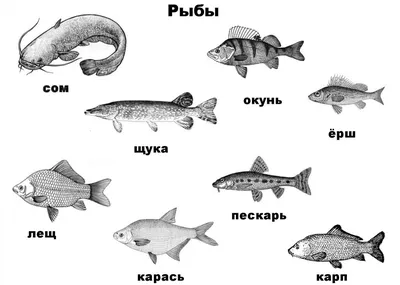 Рыбалка река Сок в Самарской области -По областям -Рыбалка в Самарской  области -РЫБАЛКА