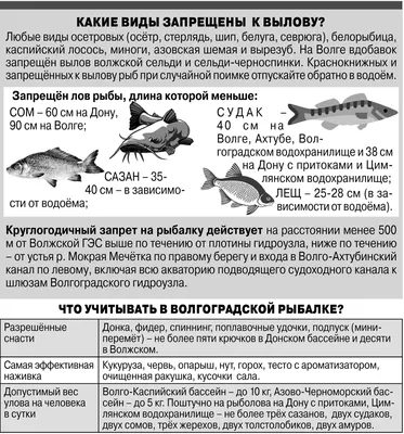 Рыбалка на Волге 2024–2025: лучшие места, где можно ловить рыбу