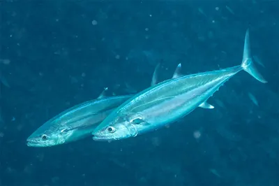 Какую рыбу можно поймать во Вьетнаме. Морская рыбалка в Дананге, Нячанге,  Ханое