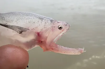 Гейзер - фильтры для воды - 🐟 Какую рыбу нельзя есть? Все мы слышали, что  рыба полезна для здоровья из-за содержания в ней омега-3 жирных кислот. Но,  оказывается, есть виды рыб, которые