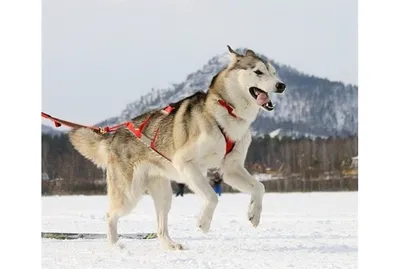 Зоомагазин ВЕТ Аптека - ОСНОВНЫЕ ВИДЫ ШЛЕЕК ДЛЯ СОБАК 🐶 Шлейка является  одним из самых необходимых аксессуаров для собаки. Владельцы уже давно  оценили ее удобство — шлейка хорошо и надежно сдерживает собаку