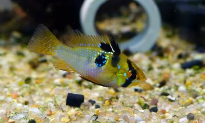 Ростовский-на-Дону зоопарк - Скалярия 🐠 ⠀ Скалярия относится к семейству  цихлидовых. Силуэт рыбы можно сравнить с ромбом или полумесяцем 🌙 ⠀ В  англоязычных странах скалярий называют «angelfish» – рыбы-ангелы. Их  необычная форма