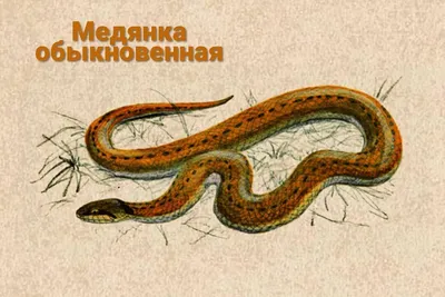 На Кавказе обнаружили новый вид гадюки и назвали его в честь ученого из Сочи