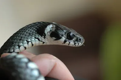 Змеиная активность на Кубани: какие змеи водятся и что делать при их  обнаружении