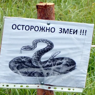 Змеи выходят из спячки в Краснодарском крае - 4 апреля, 2023 Все новости,  Материалы, Общество «Кубань 24»