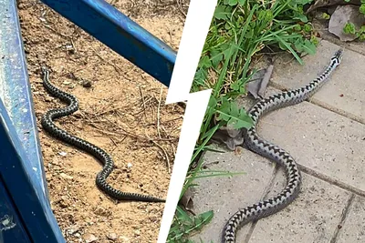 В Сочи из-за аномально теплой погоды могут активизироваться змеи