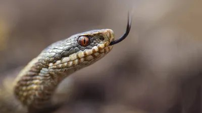 Жители села на юге Грузии жалуются на нашествие змей