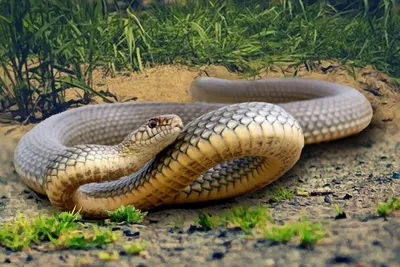 Змеи Сочи: каких бояться, а каких - нет