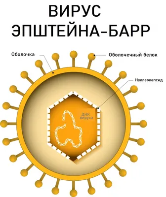 Правила игры Вирус | Купить настольную игру в магазинах Мосигра