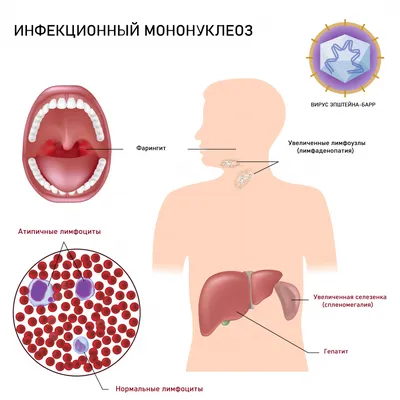 Новый большой ДНК-вирус может помочь дать ключ к эволюции сложных организмов