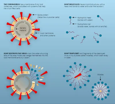 Як працює мило і чому воно вбиває віруси (та коронавірус) — The Village  Україна