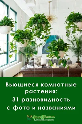 Висячие сады: 10 неприхотливых подвесных растений | myDecor