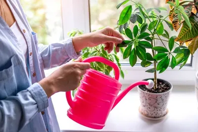 Как завести новое комнатное растение: 11 советов | myDecor