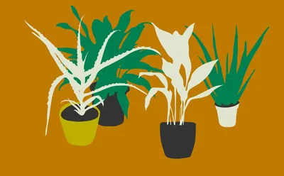 Как правильно поливать комнатные цветы - полезные статьи о садоводстве от  Agro-Market