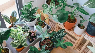 Как правильно поливать комнатные растения | Блог GreenMarket