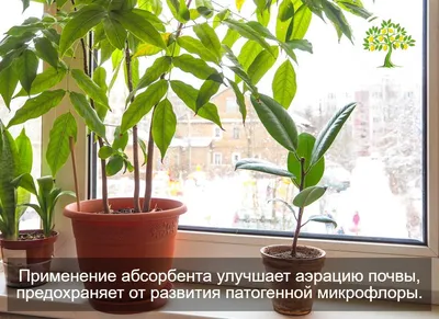 Домашние комнатные цветы и растения с названиями и фото - Ремонт в доме