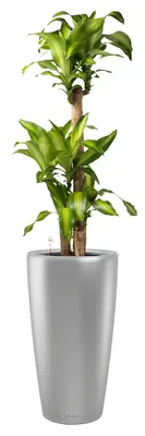 Как выбрать и ухаживать за растениями - полезная информация от The Plant