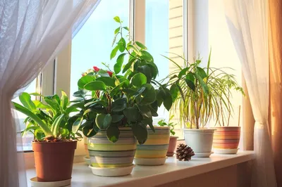 Urban jungle: растения в интерьере | БЛОГ на Viyar Bazar