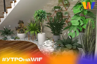 Купить комнатные растения, цветы в Минске | Продажа домашних цветов в  горшках