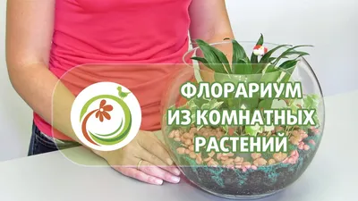 Как завести новое комнатное растение: 11 советов | myDecor