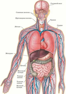 Картинки человек внутренние органы (46 фото) » Картинки, раскраски и  трафареты для всех - Klev.CLUB