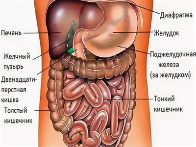 Плакат внутренние органы человека – Полимапия