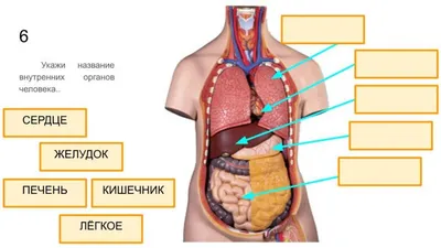 Коврик \"Изучаем внутренние органы человека\"