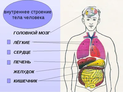 Картинки анатомия человека (69 фото)